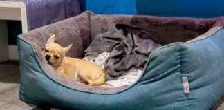 Why Dogs Lick Beds: Unusual Canine Habits Explained why-dogs-lick-beds-unusual-canine-habits-explained