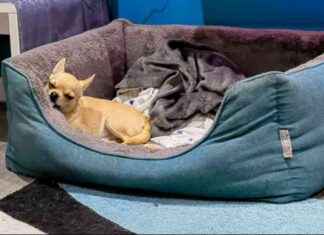 Why Dogs Lick Beds: Unusual Canine Habits Explained why-dogs-lick-beds-unusual-canine-habits-explained