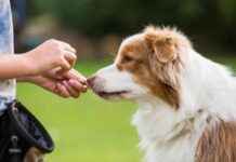 Best Dog Treats 2025: Reviews & Top Picks best-dog-treats-2025-reviews-top-picks
