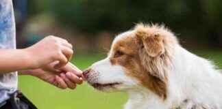 Best Dog Treats 2025: Reviews & Top Picks best-dog-treats-2025-reviews-top-picks