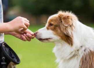 Best Dog Treats 2025: Reviews & Top Picks best-dog-treats-2025-reviews-top-picks