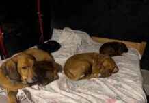 Best Sleeping Arrangements for Dogs: Tips and Tricks best-sleeping-arrangements-for-dogs-tips-and-tricks