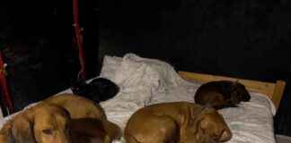 Best Sleeping Arrangements for Dogs: Tips and Tricks best-sleeping-arrangements-for-dogs-tips-and-tricks