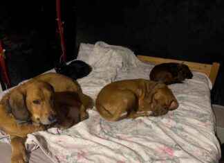 Best Sleeping Arrangements for Dogs: Tips and Tricks best-sleeping-arrangements-for-dogs-tips-and-tricks