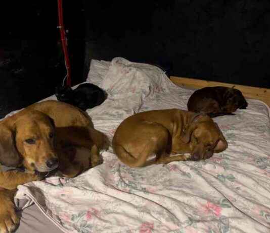 Best Sleeping Arrangements for Dogs: Tips and Tricks best-sleeping-arrangements-for-dogs-tips-and-tricks