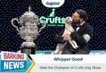 Champion Whippet at Crufts Dog Show – Dogster champion-whippet-at-crufts-dog-show-dogster