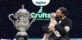 Champion Whippet at Crufts Dog Show – Dogster champion-whippet-at-crufts-dog-show-dogster