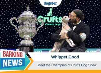 Champion Whippet at Crufts Dog Show – Dogster champion-whippet-at-crufts-dog-show-dogster