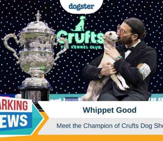 Champion Whippet at Crufts Dog Show – Dogster champion-whippet-at-crufts-dog-show-dogster