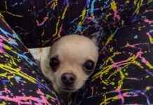 Chihuahua Ned Discovers Loophole in Jumping Contest chihuahua-ned-discovers-loophole-in-jumping-contest