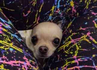 Chihuahua Ned Discovers Loophole in Jumping Contest chihuahua-ned-discovers-loophole-in-jumping-contest