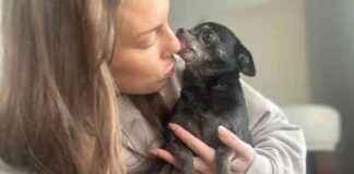 Dogster: How to Stop Obsessive Licking in Dogs dogster-how-to-stop-obsessive-licking-in-dogs