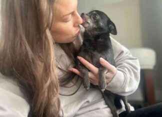 Dogster: How to Stop Obsessive Licking in Dogs dogster-how-to-stop-obsessive-licking-in-dogs