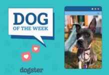 Dogster Photo Contest: Dogs of the Week Winners (Mar 13, 2025) dogster-photo-contest-dogs-of-the-week-winners-mar-13-2025