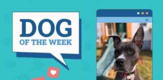 Dogster Photo Contest: Dogs of the Week Winners (Mar 13, 2025) dogster-photo-contest-dogs-of-the-week-winners-mar-13-2025