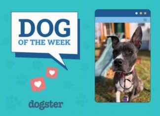 Dogster Photo Contest: Dogs of the Week Winners (Mar 13, 2025) dogster-photo-contest-dogs-of-the-week-winners-mar-13-2025