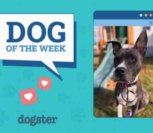 Dogster Photo Contest: Dogs of the Week Winners (Mar 13, 2025) dogster-photo-contest-dogs-of-the-week-winners-mar-13-2025