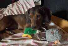 Emotional Support Dog Toy: Lajka’s Hedgehog Adventure emotional-support-dog-toy-lajkas-hedgehog-adventure