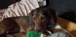 Emotional Support Dog Toy: Lajka’s Hedgehog Adventure emotional-support-dog-toy-lajkas-hedgehog-adventure