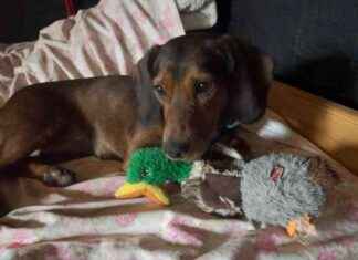 Emotional Support Dog Toy: Lajka’s Hedgehog Adventure emotional-support-dog-toy-lajkas-hedgehog-adventure