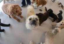 Gizmo’s Doggy Daycare Adventures: School for Dogs gizmos-doggy-daycare-adventures-school-for-dogs