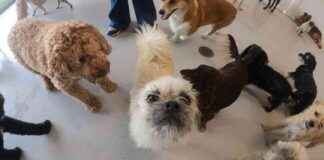 Gizmo’s Doggy Daycare Adventures: School for Dogs gizmos-doggy-daycare-adventures-school-for-dogs