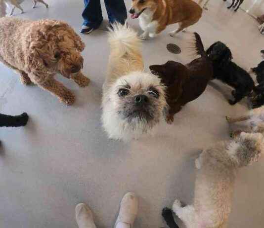 Gizmo’s Doggy Daycare Adventures: School for Dogs gizmos-doggy-daycare-adventures-school-for-dogs