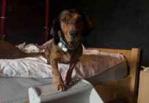 Prevent Back Injuries: Lajka’s Doggie Stairs Adventure prevent-back-njuries-lajkas-doggie-stairs-adventure