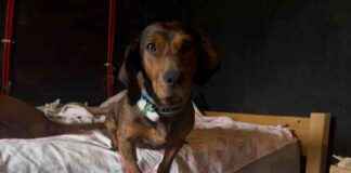 Prevent Back Injuries: Lajka’s Doggie Stairs Adventure prevent-back-njuries-lajkas-doggie-stairs-adventure