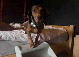 Prevent Back Injuries: Lajka’s Doggie Stairs Adventure prevent-back-njuries-lajkas-doggie-stairs-adventure