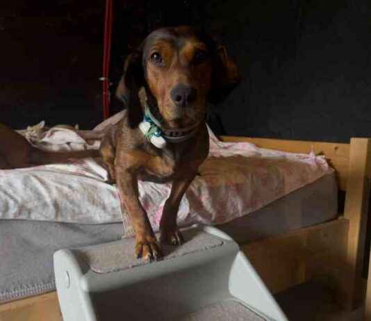Prevent Back Injuries: Lajka’s Doggie Stairs Adventure prevent-back-njuries-lajkas-doggie-stairs-adventure