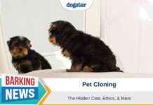 The True Cost of Pet Cloning: Ethics & More the-true-cost-of-pet-cloning-ethics-more
