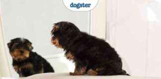 The True Cost of Pet Cloning: Ethics & More the-true-cost-of-pet-cloning-ethics-more