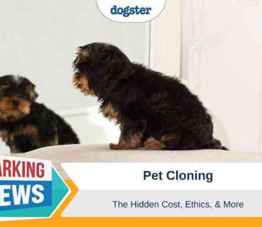 The True Cost of Pet Cloning: Ethics & More the-true-cost-of-pet-cloning-ethics-more