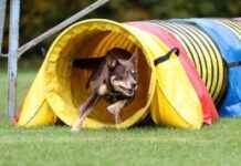 Top 10 Dog Gym Equipment Must-Haves top-10-dog-gym-equipment-must-haves