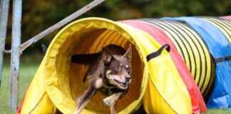 Top 10 Dog Gym Equipment Must-Haves top-10-dog-gym-equipment-must-haves