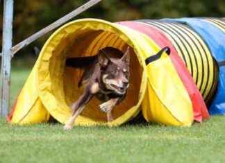 Top 10 Dog Gym Equipment Must-Haves top-10-dog-gym-equipment-must-haves