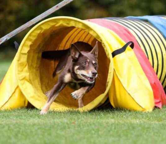 Top 10 Dog Gym Equipment Must-Haves top-10-dog-gym-equipment-must-haves