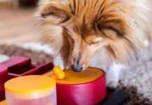 Top 10 Interactive Dog Toys 2025: Reviews & Picks top-10-nteractive-dog-toys-2025-reviews-picks