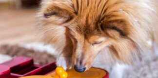 Top 10 Interactive Dog Toys 2025: Reviews & Picks top-10-nteractive-dog-toys-2025-reviews-picks