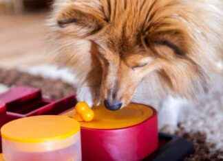 Top 10 Interactive Dog Toys 2025: Reviews & Picks top-10-nteractive-dog-toys-2025-reviews-picks