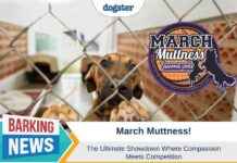 Ultimate March Muttness: Compassion vs. Competition ultimate-march-muttness-compassion-vs-competition