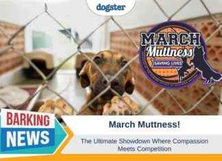Ultimate March Muttness: Compassion vs. Competition ultimate-march-muttness-compassion-vs-competition