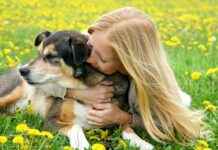 8 Easy Ways to Keep Your Dog Smelling Fresh Without Bathing 8-easy-ways-to-keep-your-dog-smelling-fresh-without-bathing
