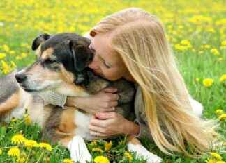 8 Easy Ways to Keep Your Dog Smelling Fresh Without Bathing 8-easy-ways-to-keep-your-dog-smelling-fresh-without-bathing