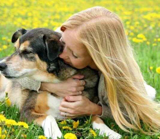 8 Easy Ways to Keep Your Dog Smelling Fresh Without Bathing 8-easy-ways-to-keep-your-dog-smelling-fresh-without-bathing