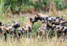 African Wild Dog Conservation Updates: Stay Informed! african-wild-dog-conservation-updates-stay-nformed