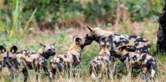 African Wild Dog Conservation Updates: Stay Informed! african-wild-dog-conservation-updates-stay-nformed