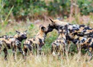 African Wild Dog Conservation Updates: Stay Informed! african-wild-dog-conservation-updates-stay-nformed