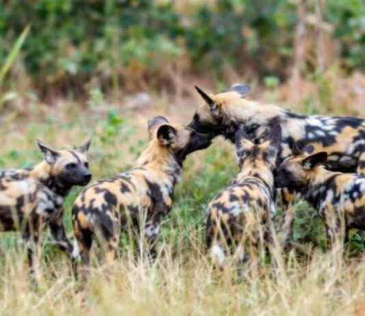 African Wild Dog Conservation Updates: Stay Informed! african-wild-dog-conservation-updates-stay-nformed